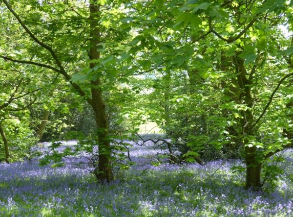 Bluebell wood